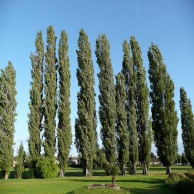 Alamo Chileno (R. Desnuda)(Terrón 12 Lts)