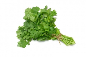 Cilantro