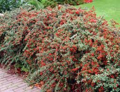 Cotoneaster Cerotina (Terr&oacute;n 12 Lts)