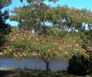 Acacia Constantinopla