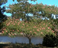 Acacia Constantinopla