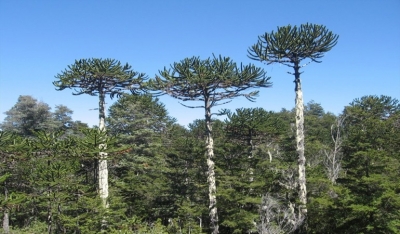 Araucaria (Env. 7 Lts)