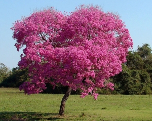 Lapacho Rosado