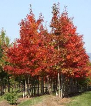 Fresno Rojo (Terrón 15/20 Lts)
