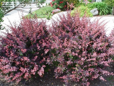 Berberis Atropurpurea