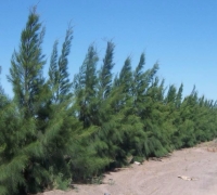 Casuarina